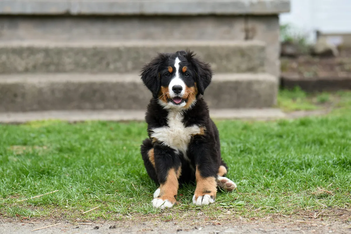 犬の嗅覚を活用した非侵襲スクリーニングのイメージ