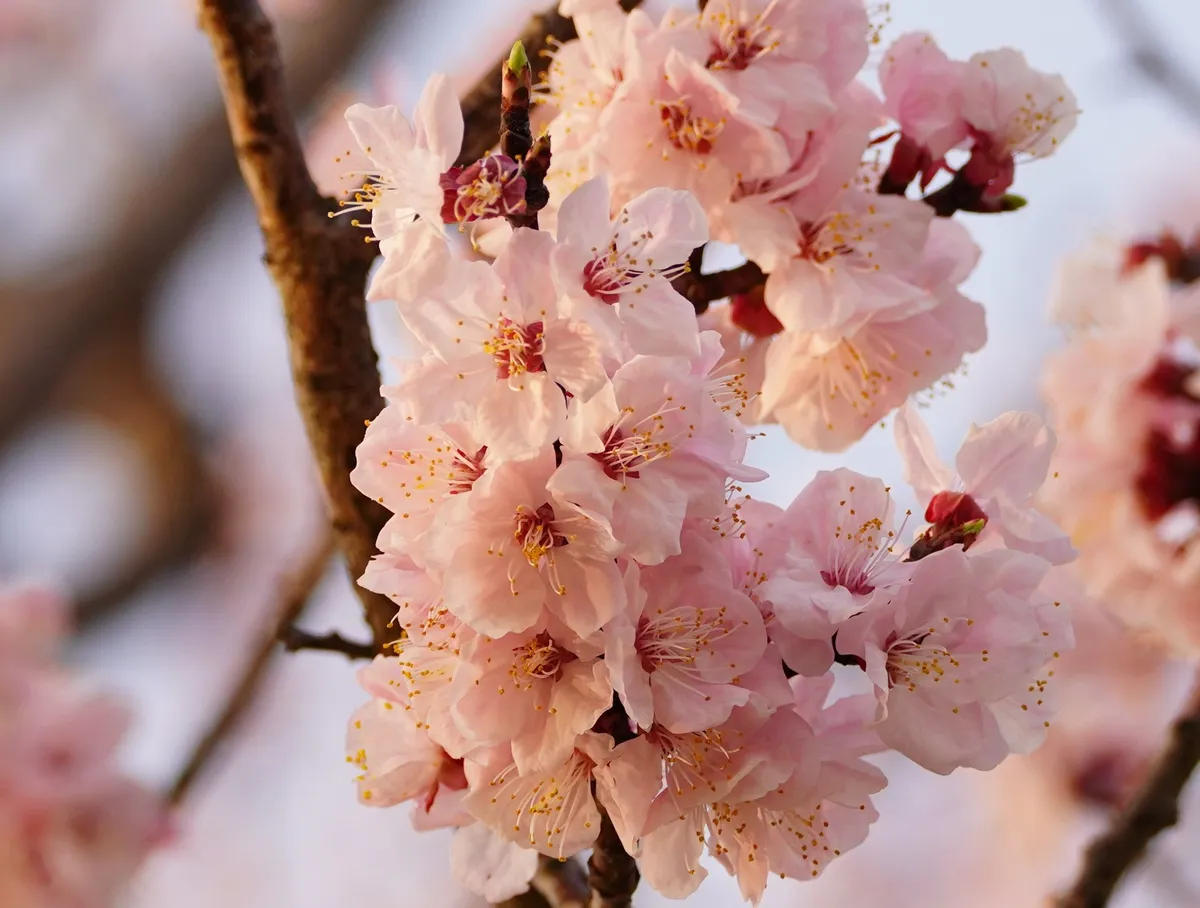 クマリン香水が桜餅っぽい理由｜甘さの正体を香料科学で解説