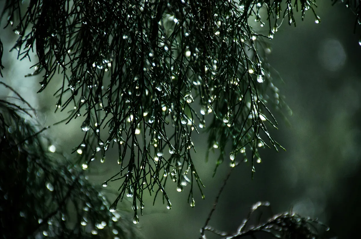 土壌と雨の微生物環境イメージ