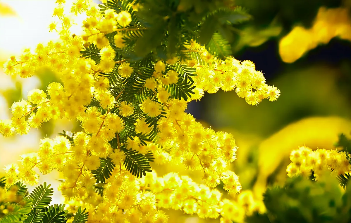 沈丁花の花のイメージ