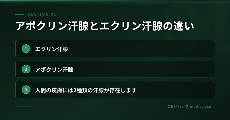 アポクリン汗腺とエクリン汗腺の違いのまとめ