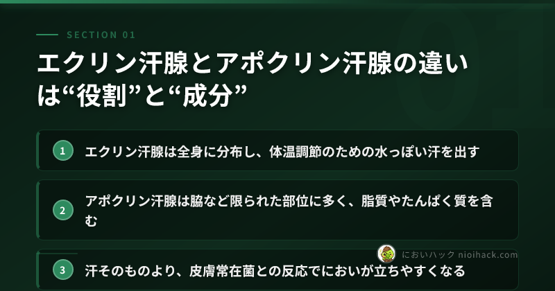 エクリン汗腺とアポクリン汗腺の違いは“役割”と“成分”のまとめ