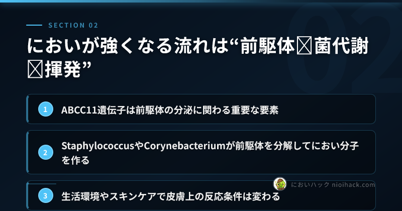 においが強くなる流れは“前駆体→菌代謝→揮発”のまとめ