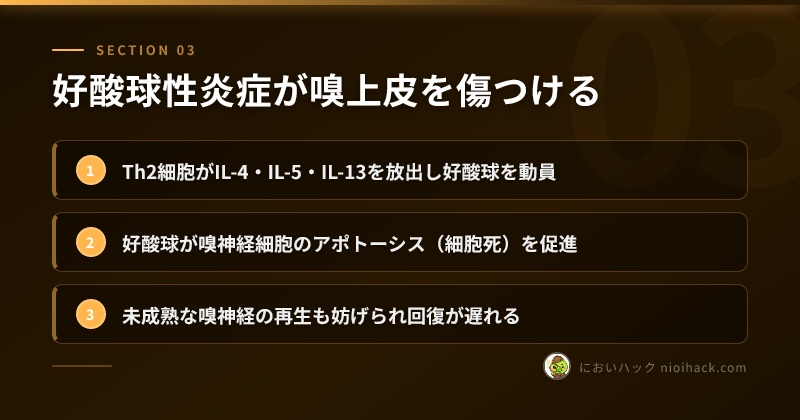好酸球性炎症が嗅上皮を傷つけるのまとめ