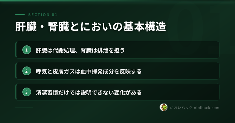 肝由来のにおい変化の流れまとめ